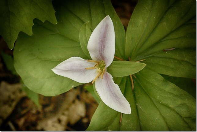 Trillium ovatum,flowers,plants,western trillium,wake robin,nature