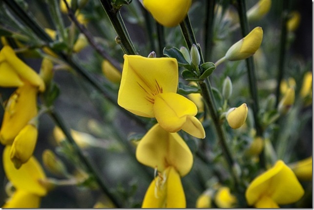 Scotch Broom,invasive species,plants,spring