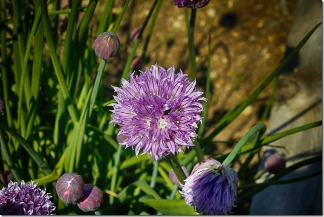 Chives,garden,purple,flowers
