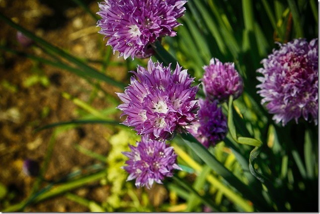 Chives,garden,purple,flowers