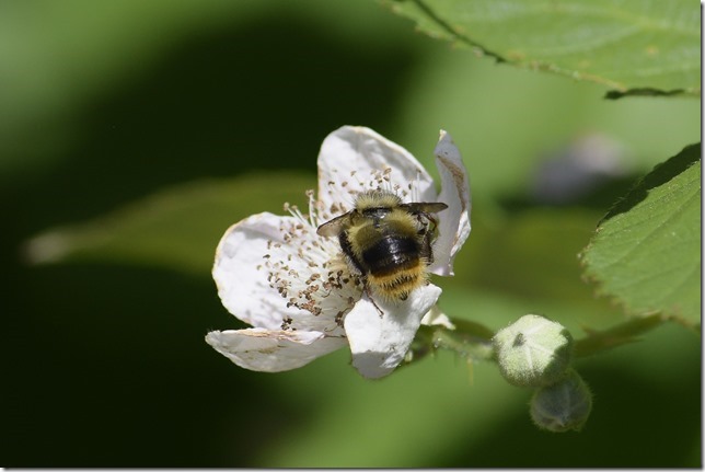 macro,close up,insects,flowers,nature,bumble bee,bumblebee,blackberry blossom