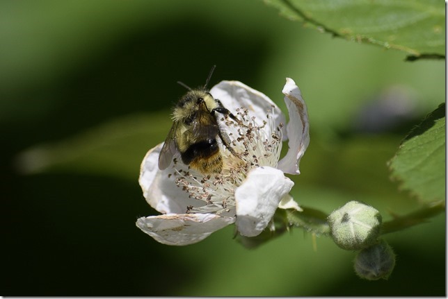 macro,close up,insects,flowers,nature,bumble bee,bumblebee,blackberry blossom