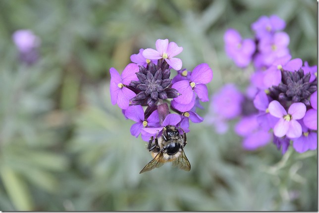 bees, Flowers, nature, pollination, Spring,purple flowers