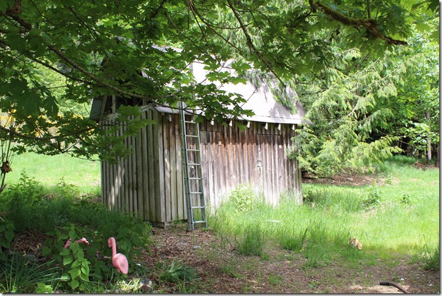 Gulf Islands,Salt Spring,Pink Flamingos,abandoned