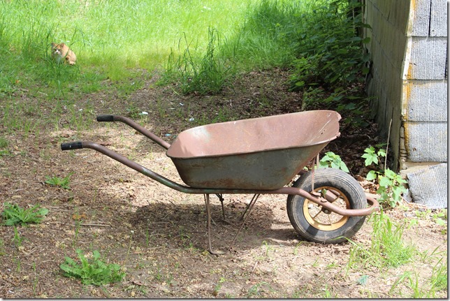 Gulf Islands,Salt Spring,orange kitty,aabandoned