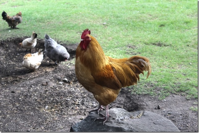 Victoria,Beacon Hill Park,nature,Childrens Farm,tourism,brids,chickens