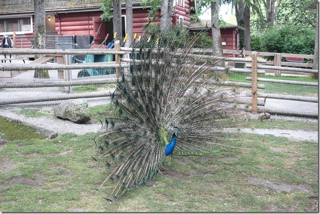 Victoria,Beacon Hill Park,nature,Childrens Farm,tourism,Peacocks