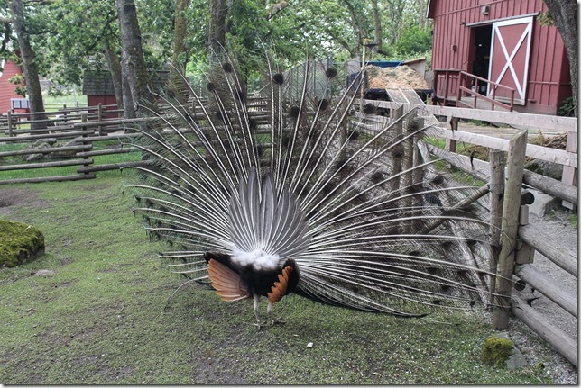 Victoria,Beacon Hill Park,nature,Childrens Farm,tourism,Peacocks