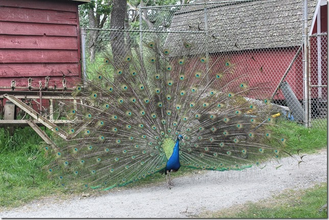 Victoria,Beacon Hill Park,nature,Childrens Farm,tourism,Peacocks