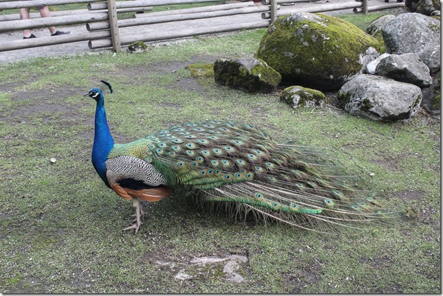 Victoria,Beacon Hill Park,nature,Childrens Farm,tourism,Peacocks