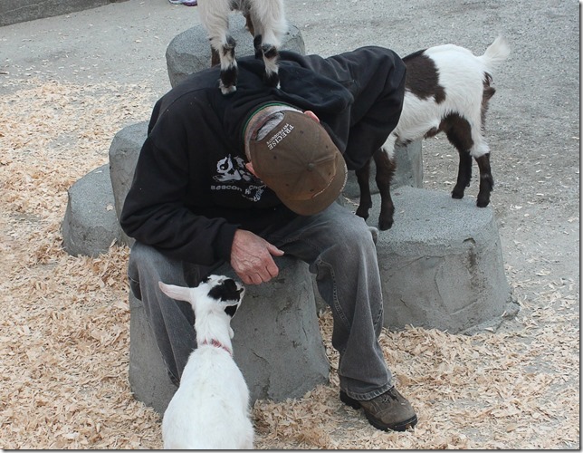 Victoria,Beacon Hill Park,nature,Childrens Farm,tourism,goats,spring