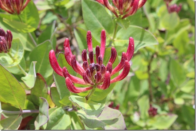 nature,flowers,spring,Anderton Gardens,Comox