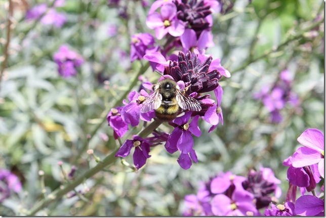 bees,nature,flowers,spring,pollination