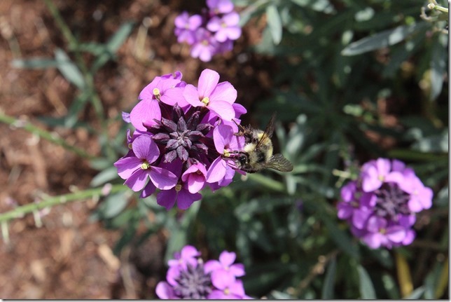bees,nature,flowers,spring,pollination
