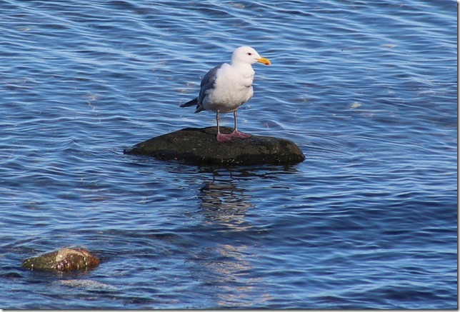 sea gull,nature,gulls,birds,ocean