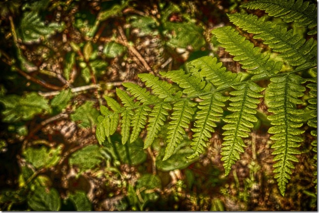 Lazo Marsh,Lazo,nature,hiking,oudoors,spring