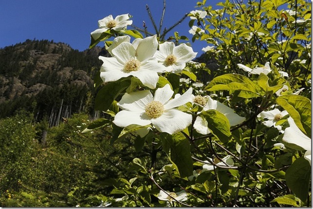 spring,nature,flowers,Pacific dogwood,Strathcona Provincial Park