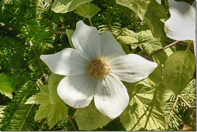 spring,nature,flowers,Pacific dogwood,Strathcona Provincial Park