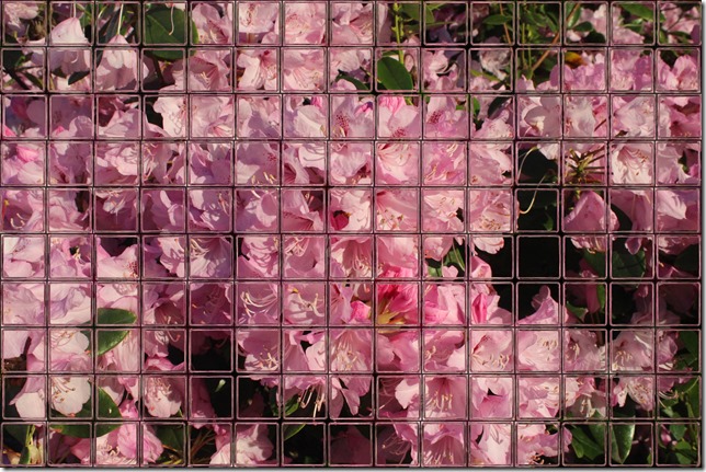 Fun with photos,digital image processing,flowers