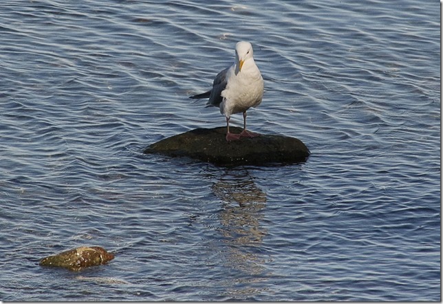 sea gull,nature,gulls,birds,ocean
