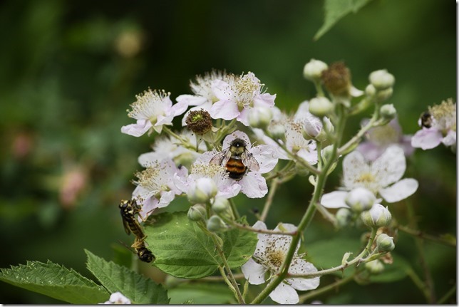 macro,close up,insects,flowers,nature,blackberry blossoms,wasps,bumblee bees