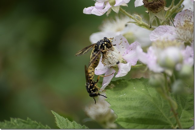 macro,close up,insects,flowers,nature,blackberry blossoms,wasps,bumblee bees