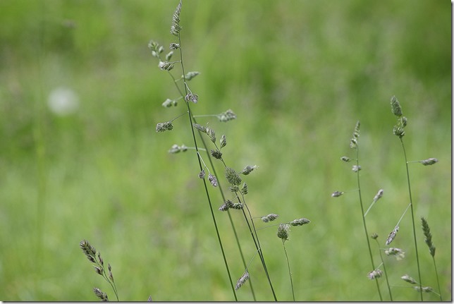 grass,field,b-roll,stock video