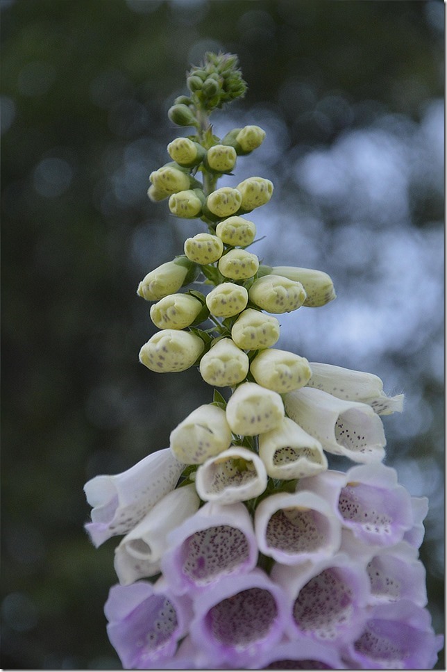 nature,flowers,purple flowers