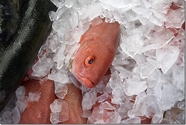 fish,fish market,Ottawa,Byward Market