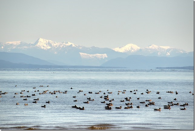 Miracle Beach Provincial Park,Georgia Strait,ocean,mountains,Vancouver Island,Coastal Mountains,nature,birds