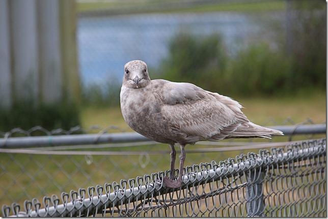 birds,nature,seagull