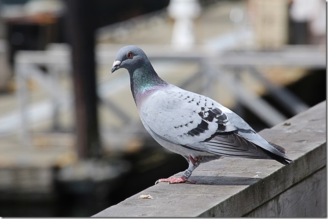 birds,nature,pigeon
