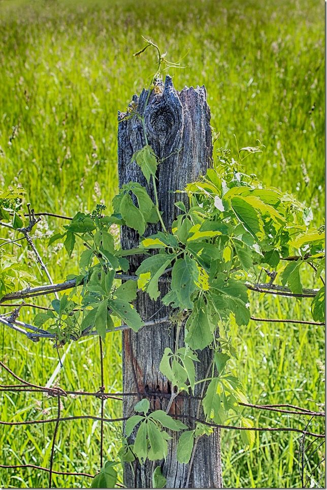 field,fence,nature,Cumberland Ontario