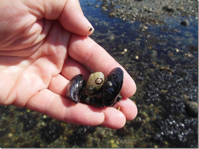 shells,nature,ocean,beach,mussels,Royston