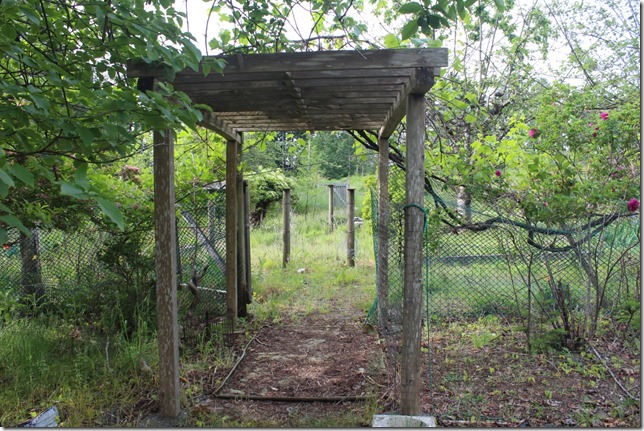 abandoned,nature,garden,Comox,overgrown