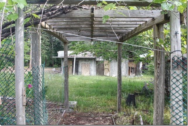 abandoned,nature,garden,Comox,overgrown