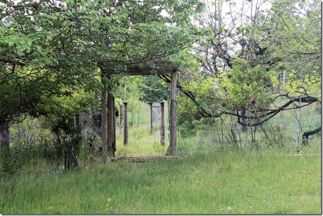 abandoned,nature,garden,Comox,overgrown