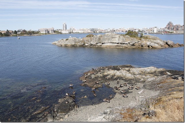 Geese,James Bay,Victoria, Work Point,ocean,nature,birds