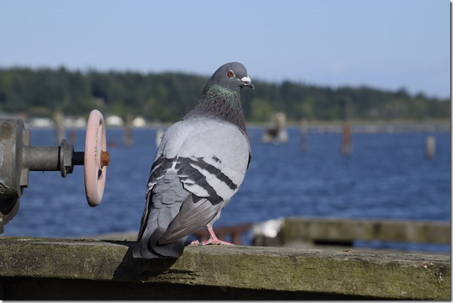 nature,ocean,beach,Georgia Strait,birds,pigeon,Fanny Bay