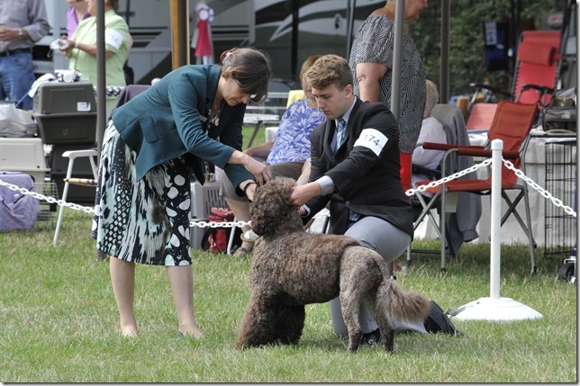 dogs,dog show,Comox,Comox Valley Exhibition Grounds,Glacier View Kennel Club dogs,dog show,Comox,Comox Valley Exhibition Grounds,Glacier View Kennel Club
