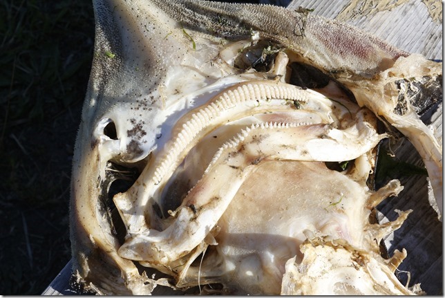nature,fish,skeleton,fish skeleton