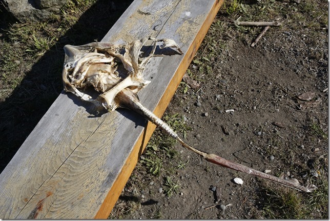 nature,fish,skeleton,fish skeleton