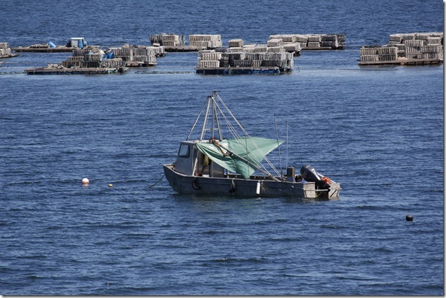 Oyster boats at Fanny Bay in Baynes Sound