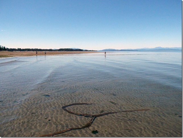beach,ocean,nature,Provincial Park,Miracle Beach Provincial Park,Georgia Strait
