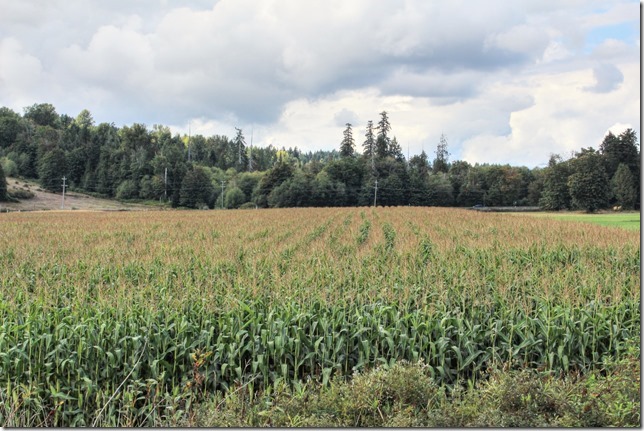nature,farm,Cowichan Valley,corn,field,havest
