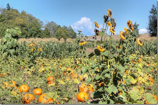Siefferts Farm Market,corn, sunflowers,pumpkins,Comox,farm stand