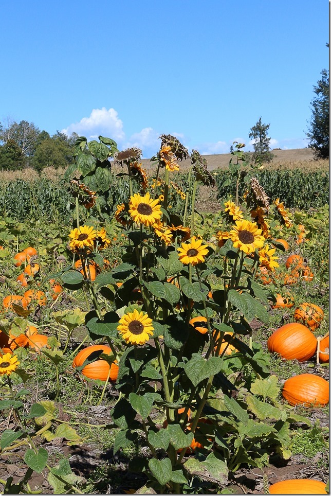 Siefferts Farm Market,corn, sunflowers,pumpkins,Comox,farm stand