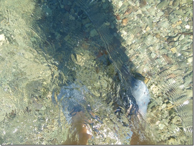 ocean,beach,Royston,nature