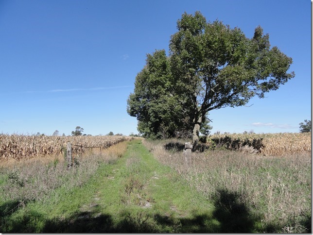 Ontario,farming,corn,Prince Edward County