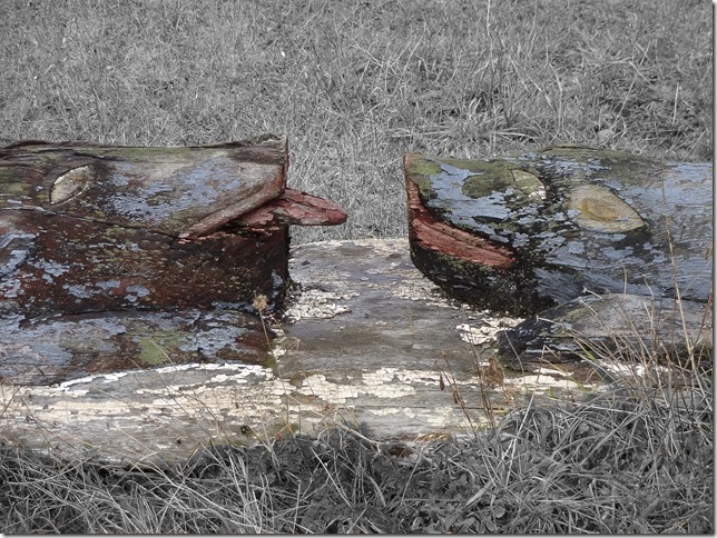 totem pole,First Nation,Nanaimo,Snuneymuxw First Nation